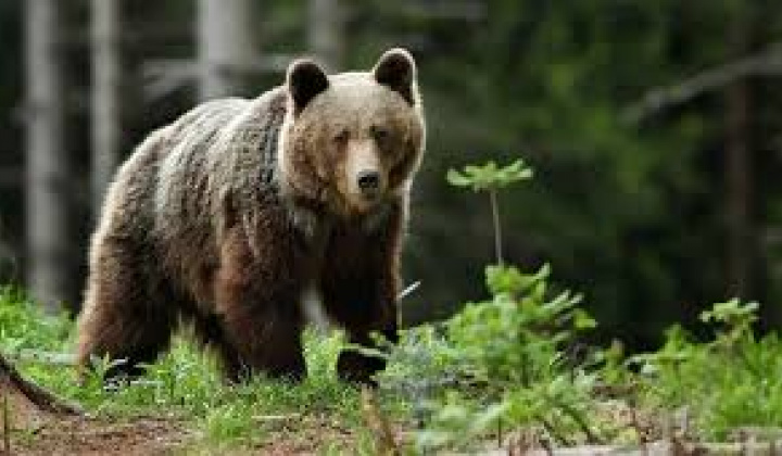 Fotka - Upozornenie na výskyt medveďa hnedého v katastri obce Lupoč